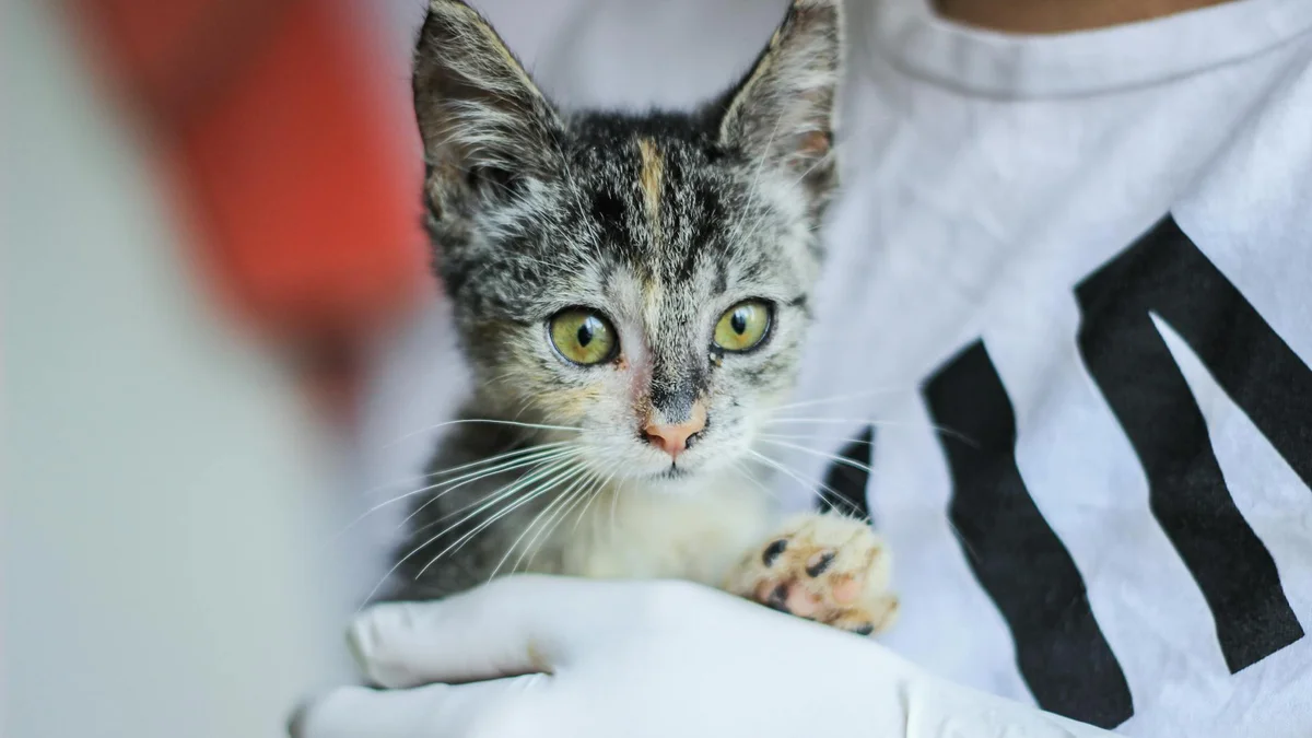 H5N1, primo caso documentato di contagio gatto-uomo